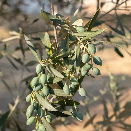 Fjorald Appartement Cuke